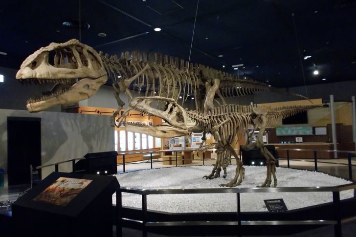 名古屋市科学館で「恐竜のうんこ」（化石）が触れます | 名古屋市科学